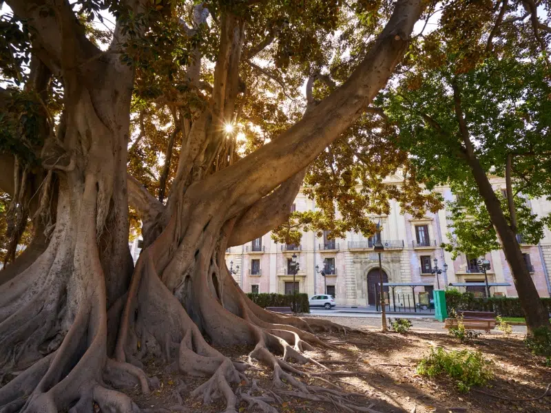 Discover The El Parterre Valencia S Serene Public Garden Oasis