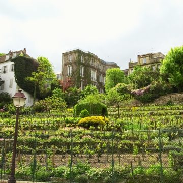 Clos Montmartre es un majestuoso viñedo urbano donde grandes jardines secretos y una rica tradición vinícola crean una monumental joya escondida en el corazón de París.