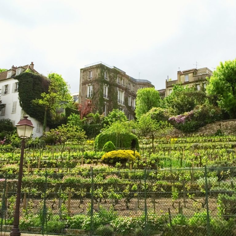 Búsqueda del tesoro y visita autoguiada por Montmartre 6 Clos Montmartre es un majestuoso viñedo urbano donde grandes jardines secretos y una rica tradición vinícola crean una monumental joya escondida en el corazón de París.