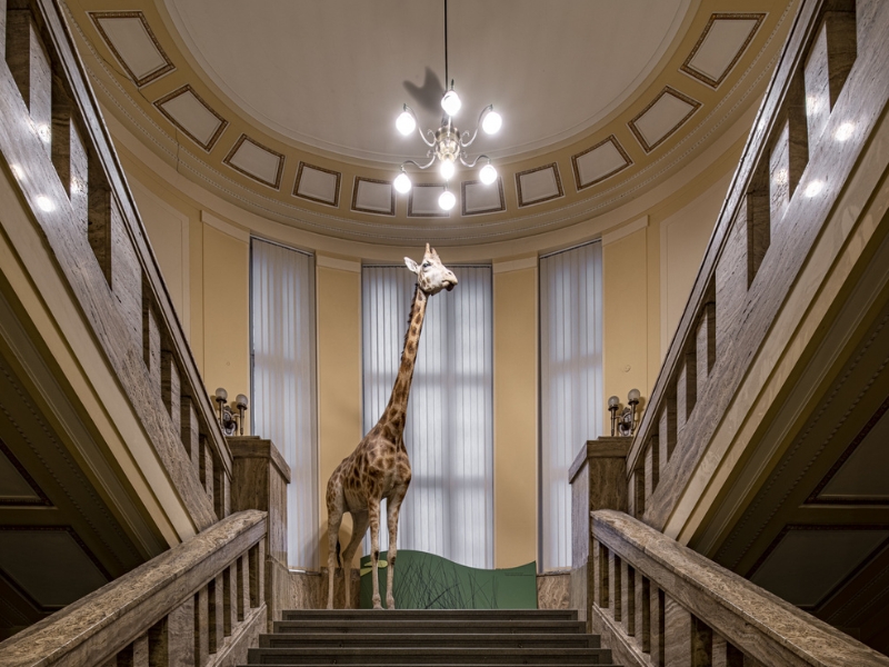 Museu de História Natural: Uma Viagem no Tempo 1 Museu de História Natural da Eslováquia, em Bratislava