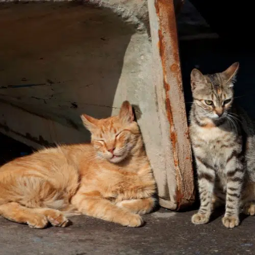 Soutenir les animaux errants en Grèce 5 Dessin sans titre 2024 11 22T174011.387