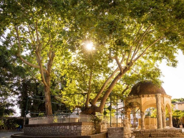 Plane Tree of Hippocrates in Kos