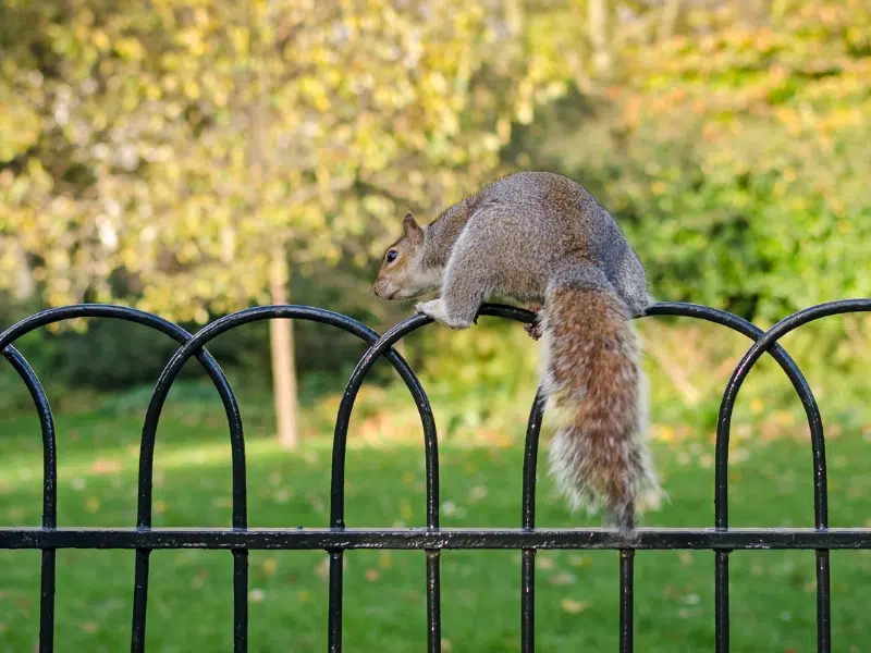 Saint James's Park : Une oasis royale à Londres 2 Saint James's Park à Londres