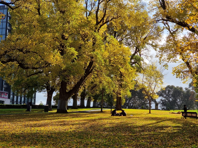 I Giardini di Flagstaff: Il parco più antico di Melbourne e un rifugio tranquillo 2 Giardini Flagstaff a Melbourne