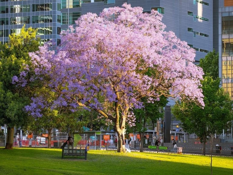 Flagstaff Gardens in Melbourne