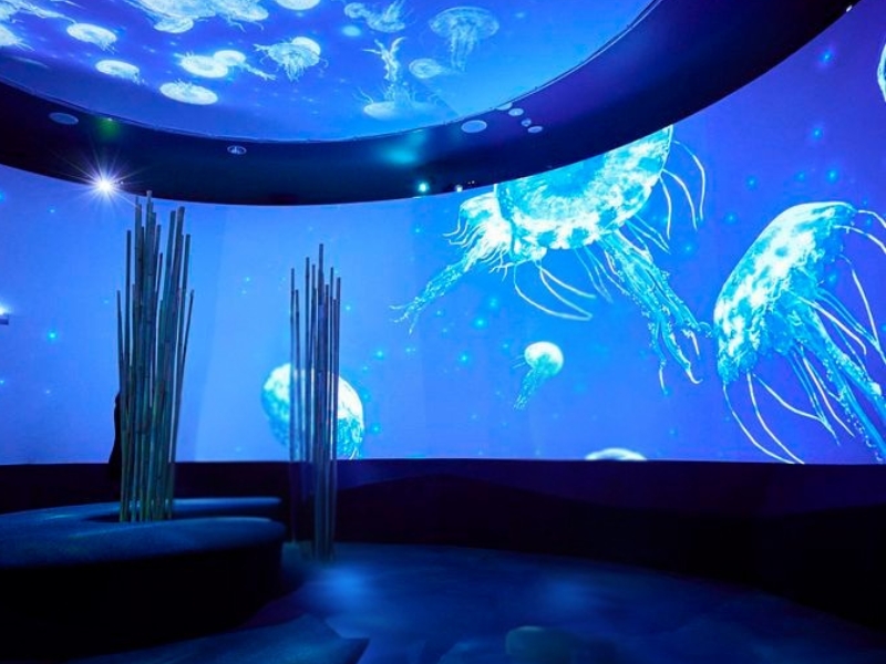 SEA LIFE Melbourne: Ein Unterwasserabenteuer im Herzen der Stadt 3 SEA LIFE Melbourne