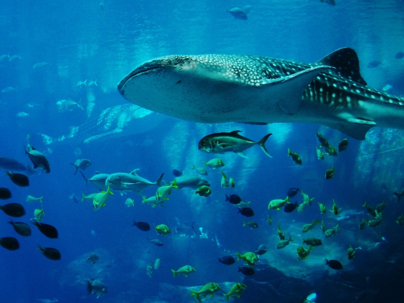 Aquarium San Sebastián: Koniecznie trzeba odwiedzić morską krainę czarów 3 Aquarium San Sebastián