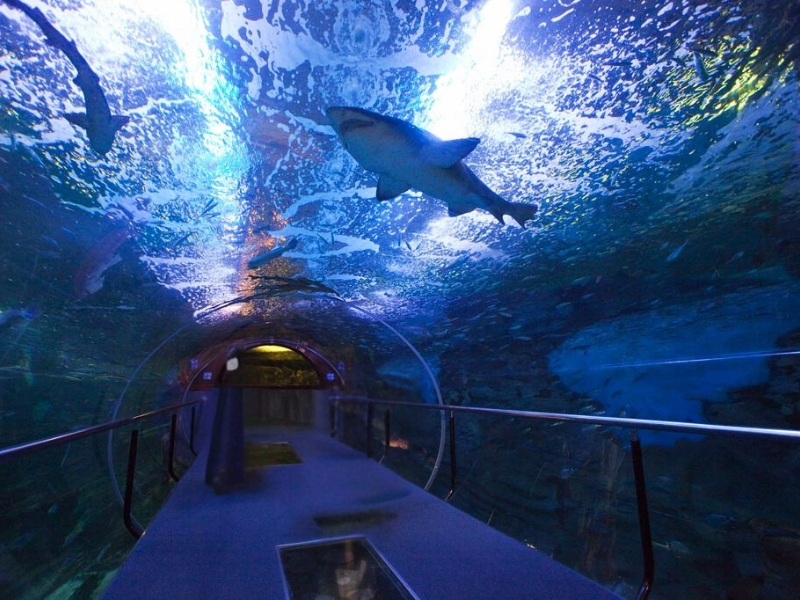Aquarium San Sebastián: Koniecznie trzeba odwiedzić morską krainę czarów 1 Aquarium San Sebastián