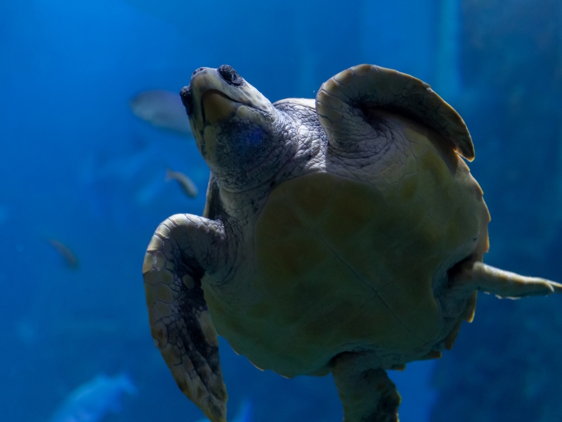 Aquarium San Sebastián: Morska kraina czarów, którą trzeba odwiedzić 2 Aquarium San Sebastián