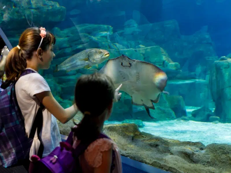 Dallas World Aquarium: A Thriving Oasis of Marine and Wildlife Exploration 2 Dallas World Aquarium