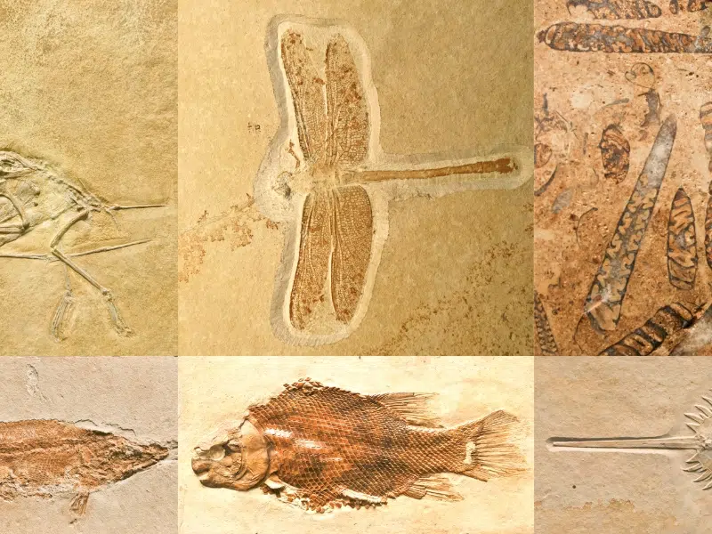 Naturkundemuseum Erfurt: 2 Naturkundemuseum στην Ερφούρτη