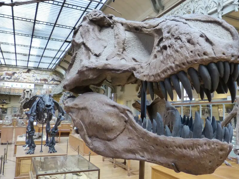 MUSE - Museo delle Scienze: Uma porta de entrada para a descoberta científica em Trento 2 MUSE em Trento