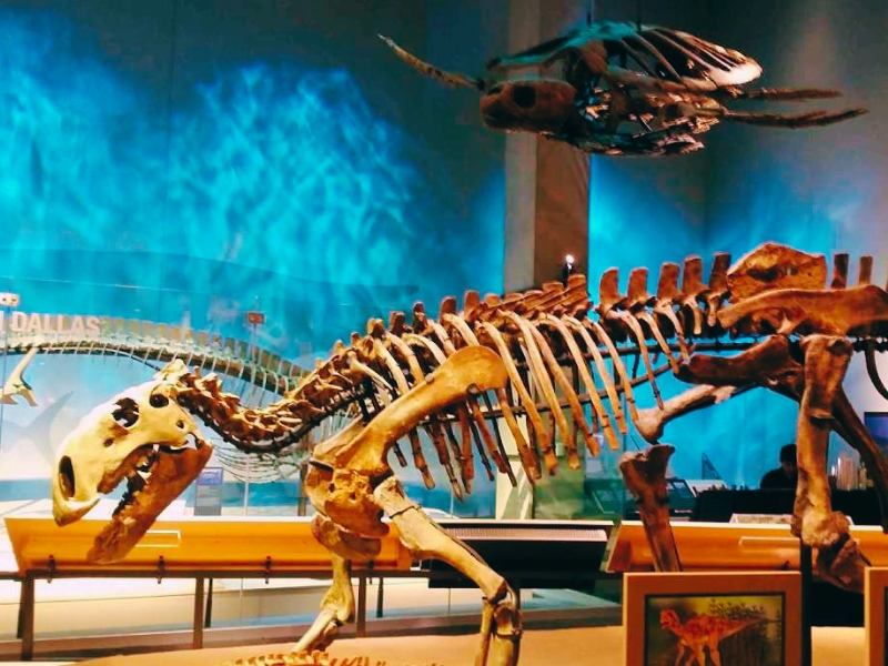 Perot Museum of Nature and Science: Uma Viagem pela Descoberta em Dallas 2 Museu Perot em Dallas