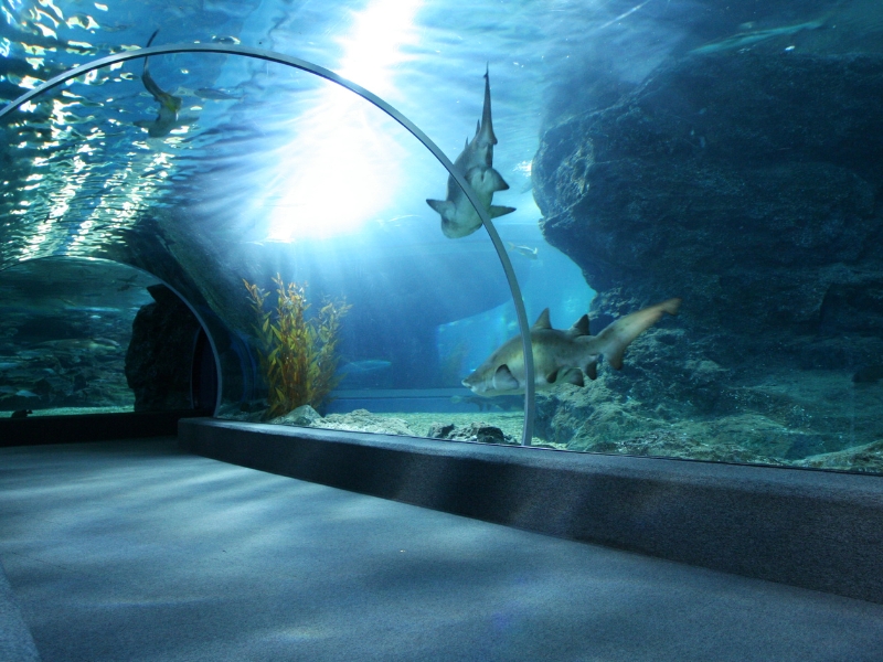 Shedd Aquarium: Een duik in de onderwaterwereld van Chicago 2 Shedd Aquarium in Chicago