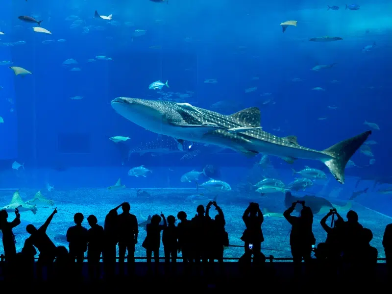 Aquarium Shedd à Chicago