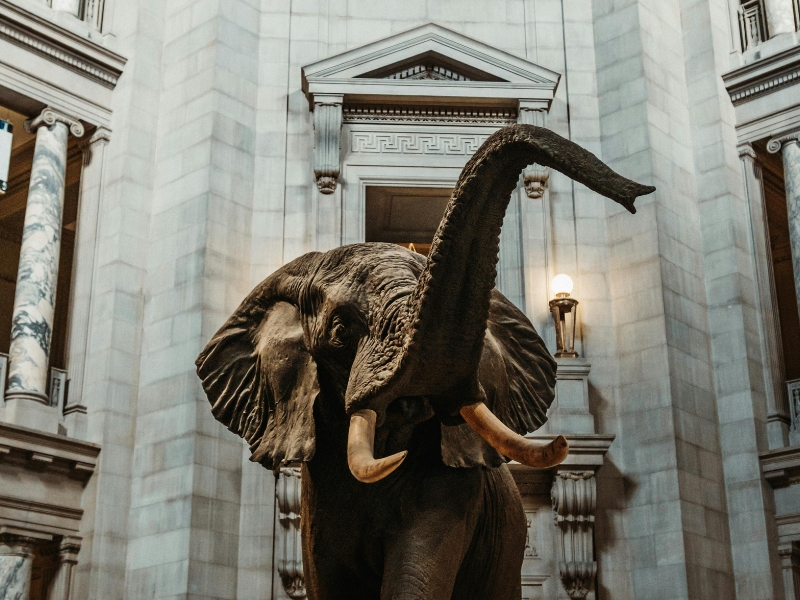 Museo nazionale di storia naturale dello Smithsonian: Cronaca delle meraviglie della Terra 2 Museo Nazionale di Storia Naturale