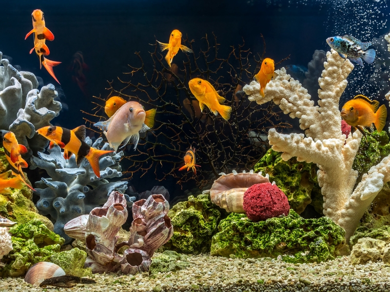 Aquarium-Museum of Liège: A Deep Dive into Science and Nature 2 Aquarium-Museum of Liège