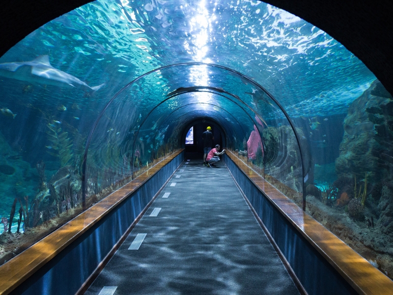 Audubon Aquarium: Een onderwateroase in New Orleans 1 Audubon Aquarium in New Orleans