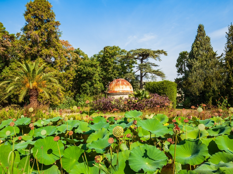Jardin des Plantes: Montpellier 3 Jardin des Plantes στο Μονπελιέ