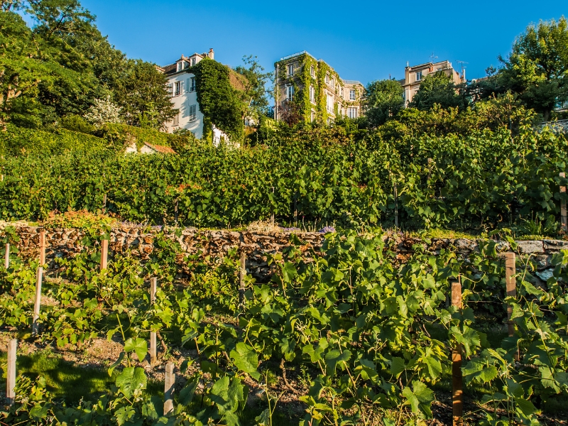Vigne du Clos Montmartre: Ein unerwarteter Weinberg in der Umarmung des Montmartre 2 Vigne du Clos Montmartre