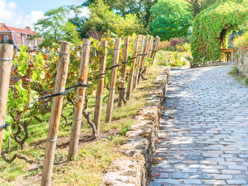 Vigne du Clos Montmartre