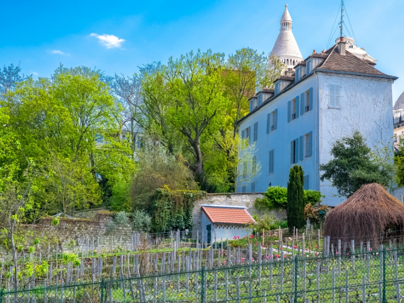 Vigne du Clos Montmartre: Ein unerwarteter Weinberg in der Umarmung des Montmartre 1 Vigne du Clos Montmartre 3