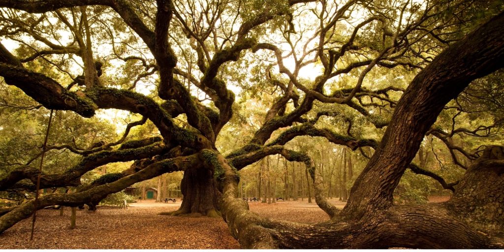 Le chêne-ange de Charleston : Une sentinelle intemporelle du Lowcountry 2 Le chêne des anges à Charleston