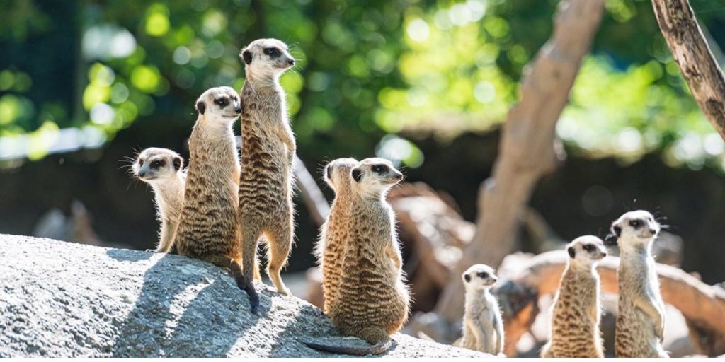 Odkryj zoo w Bazylei: A World City Trail Highlight 2 Zoo w Bazylei