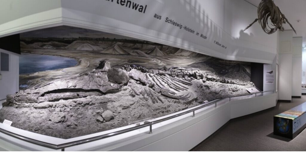 Il Museo della Natura e dell'Ambiente di Lubecca: esplorazione degli ecosistemi della Germania settentrionale 2 Museo della natura e dell'ambiente di Lubecca