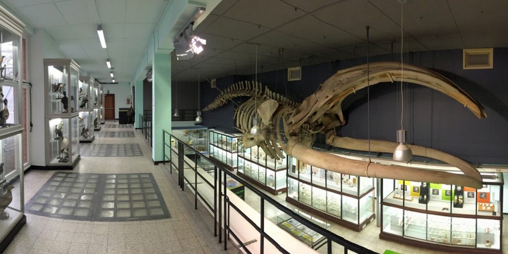 Das Museum für Tierkunde in Leuven: Ein Blick in die zoologische Geschichte 1 Museum voor Dierkunde in Leuven