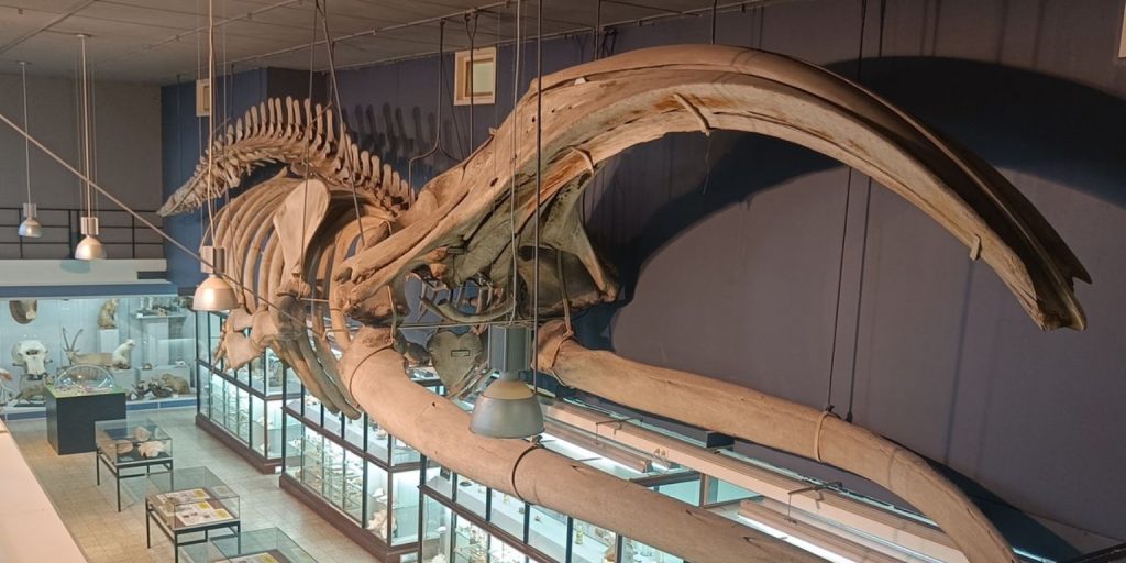 Das Museum voor Dierkunde in Leuven: Ein Blick in die zoologische Geschichte 2 Museum voor Dierkunde in Leuven