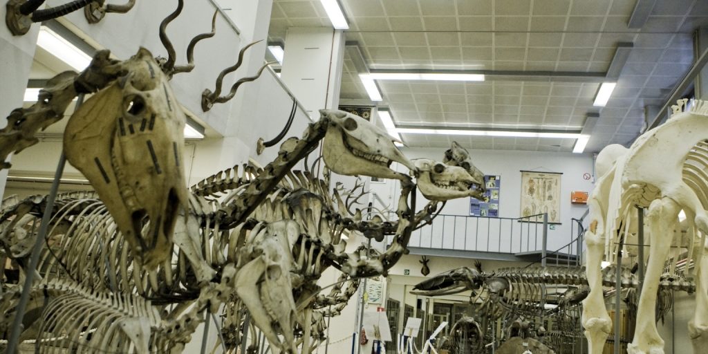 Das Museum für Tierkunde in Leuven: Ein Blick in die zoologische Geschichte 4 Museum voor Dierkunde in Leuven