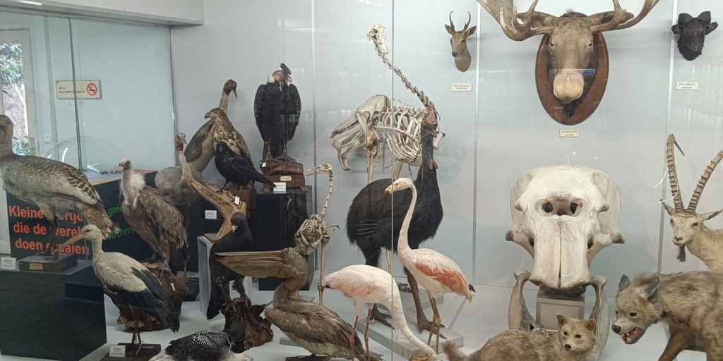 Das Museum für Tierkunde in Leuven: Ein Blick in die zoologische Geschichte 3 Museum voor Dierkunde in Leuven