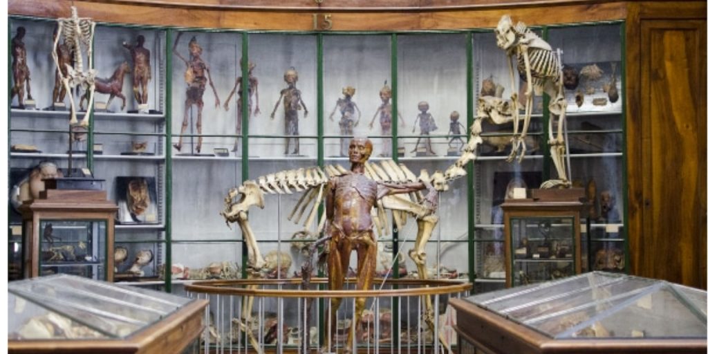 Musée d'Anatomie de Montpellier: Podróż do serca historii medycyny 1 Musée d'Anatomie de Montpellier