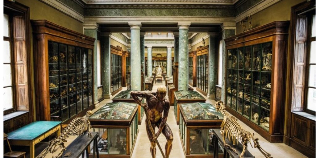 Musée d'Anatomie de Montpellier: Podróż do serca historii medycyny 2 Musée d'Anatomie de Montpellier
