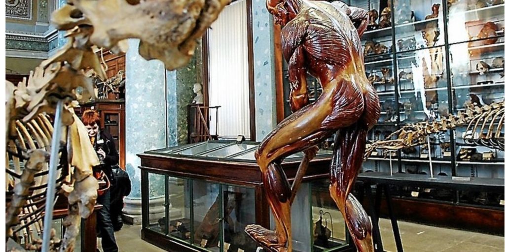 Musée d'Anatomie de Montpellier: Podróż do serca historii medycyny 3 Musée d'Anatomie de Montpellier