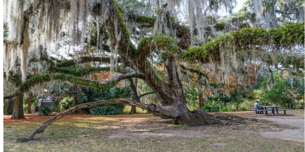 El roble cantor de Nueva Orleans: El encuentro de la naturaleza y la música 2 Roble cantor en Nueva Orleans