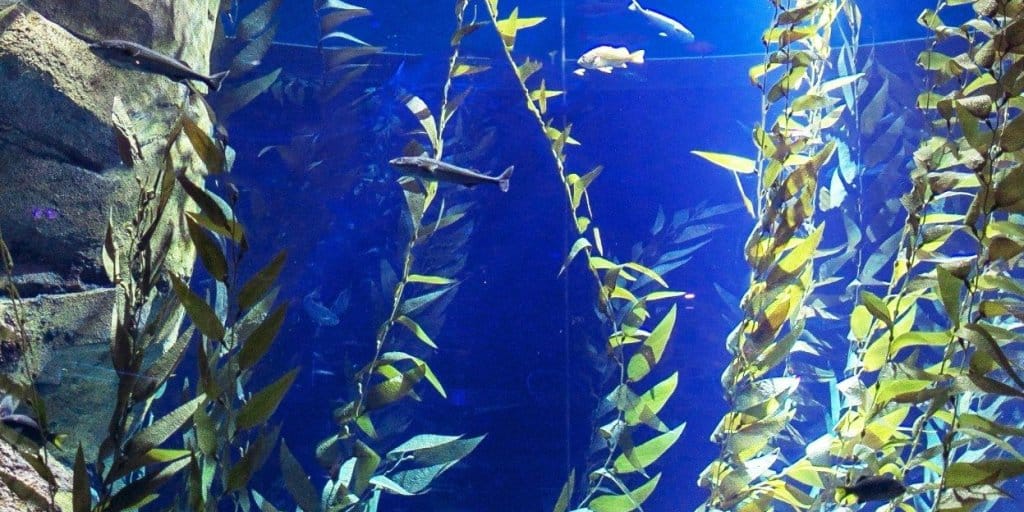 Things to See in Toronto: 10 Stops Along the Waterfront to the Sky 1 things to see in Toronto: Ripley's Aquarium